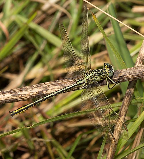 Notogomphus praetorius